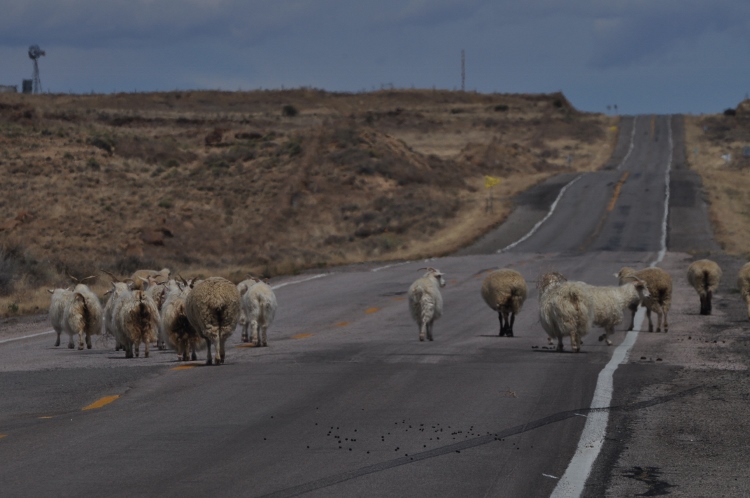sheep